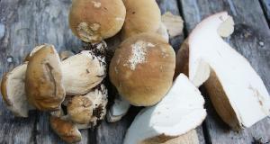 SteinpilzevomCampgroundinHyder